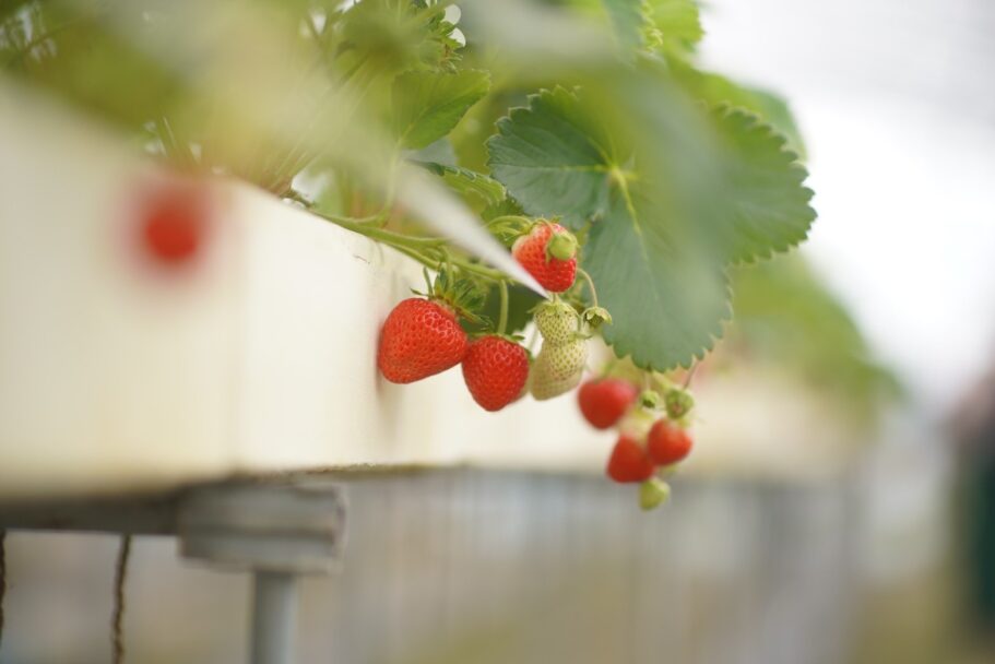 【限定イベント】安曇野でいちご狩り🍓開催決定！