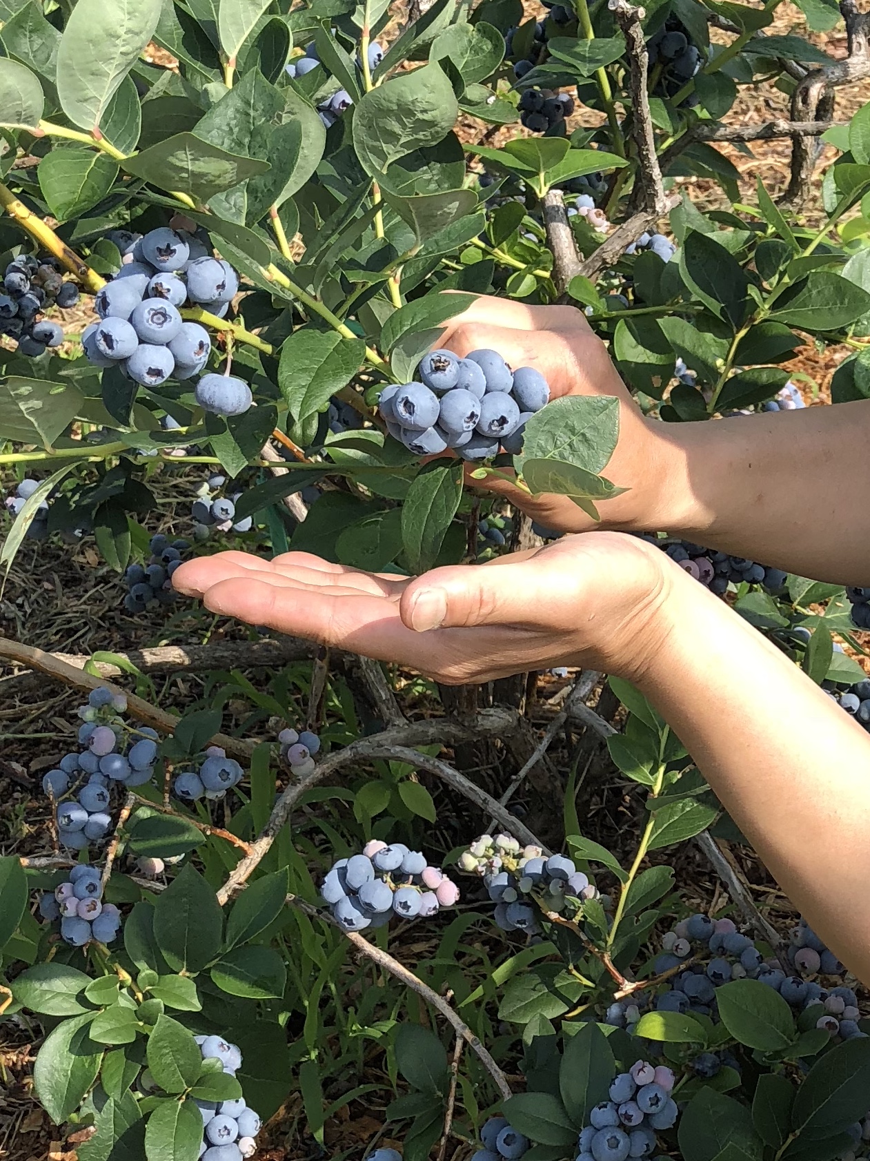 信州山形村の地元農家と提携！高冷地で育てた最高品質のブルーベリー