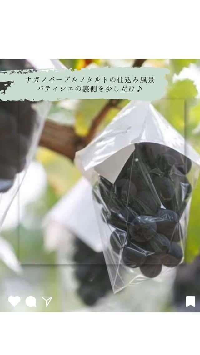 パートナー農家"村松農園”様のおいしいナガノパープルが届きました！
信州生坂村でぶどう園を営む “村松農園”様
皮がうすく種の無い大きな実のナガノパープル。
噛んだ瞬間にじゅわっと広がる甘い果汁に感動すること間違いなしです！
"村松農園”様の大粒のナガノパープルをたっぷり使用した
ショコラタルトぜひお召し上がりください♪

#ナガノパープル  #5horn  #ファイブホルン  #村松農園 
 #松本市  #ケーキ #スイーツ #季節限定  #松本スイーツ  #松本カフェ