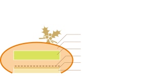 アンバー断面図